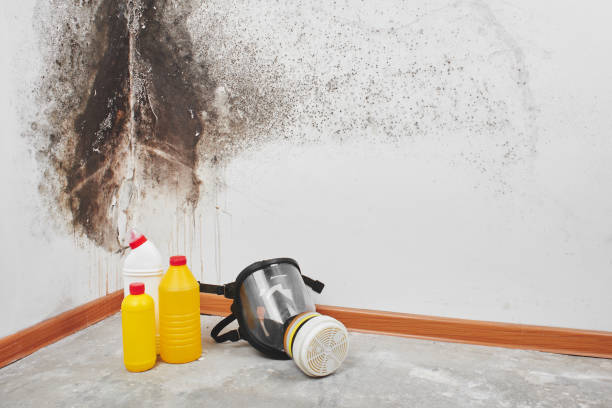Best Mold Remediation Experts  in Flora, MS