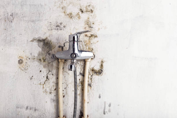 Best Mold Removal Near Me  in Flora, MS