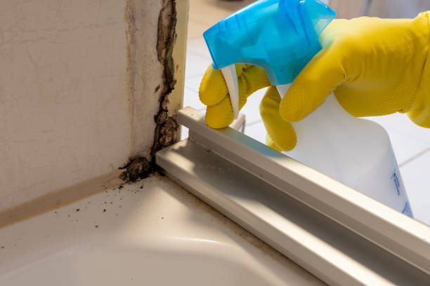 Best Professional Mold Removal  in Flora, MS