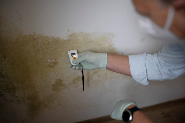 Attic Mold Removal in Flora, MS