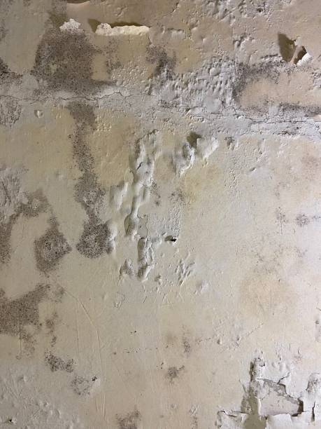 Best Emergency Mold Removal  in Flora, MS