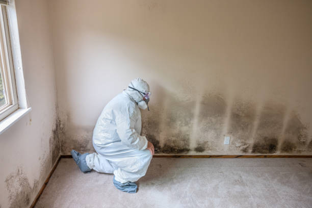 Best Office Mold Removal Services  in Flora, MS