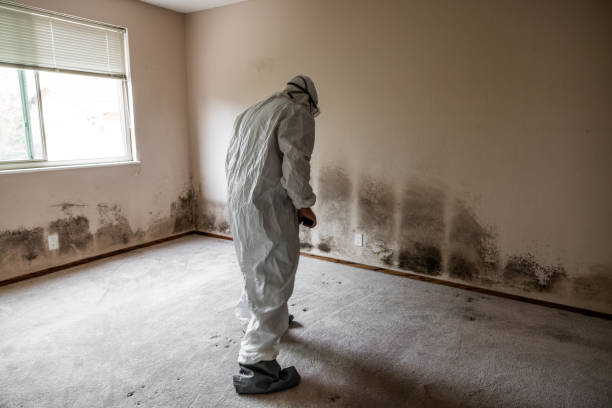 Best Toxic Mold Removal  in Flora, MS