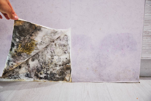 Best Commercial Mold Removal  in Flora, MS